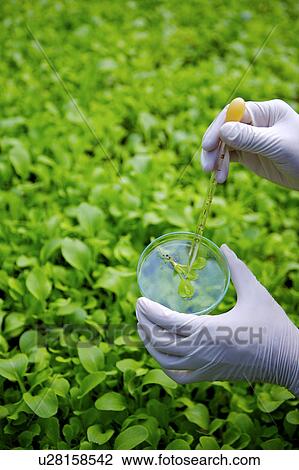 Technician using pipette dropping liquid into petri dish with seedling View Large Photo Image Stock Image - Technician using pipette dropping liquid into petri dish with seedling. Fotosearch