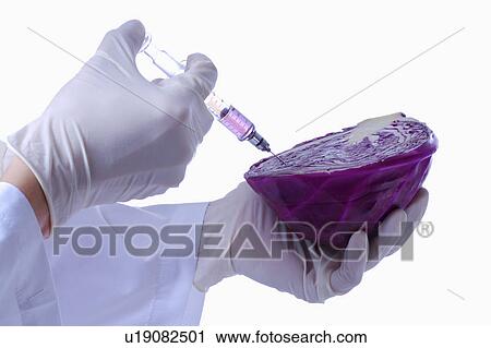 Technician using syringe injecting into red cabbage, focus on hand View Large Photo Image Stock Image - Technician using syringe injecting into red cabbage, focus on hand. Fotosearch