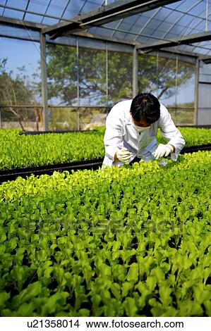 Picture - Technician working in greenhouse. Fotosearch