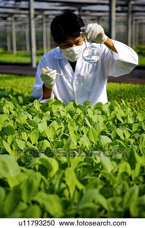 Stock Image - Technician working in greenhouse. Fotosearch