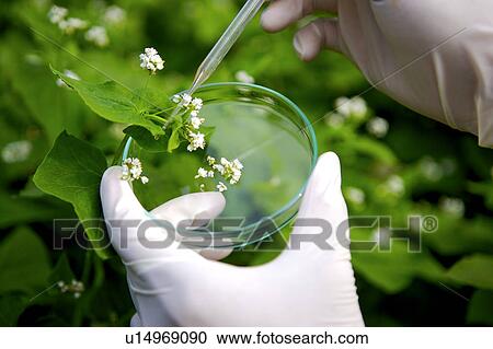 Stock Image - Technician working in greenhouse. Fotosearch
