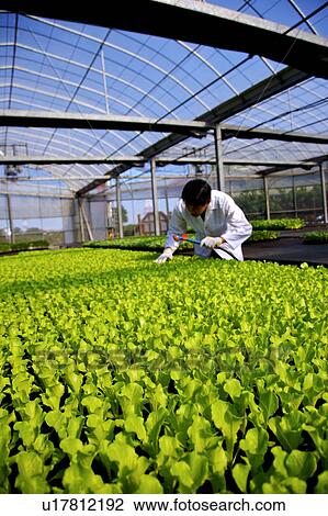 Technician working in greenhouse View Large Photo Image Stock Image - Technician working in greenhouse. Fotosearch
