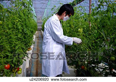 Stock Image - Technician working in greenhouse. Fotosearch