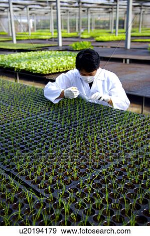 Technician working in greenhouse View Large Photo Image Stock Photo - Technician working in greenhouse. Fotosearch