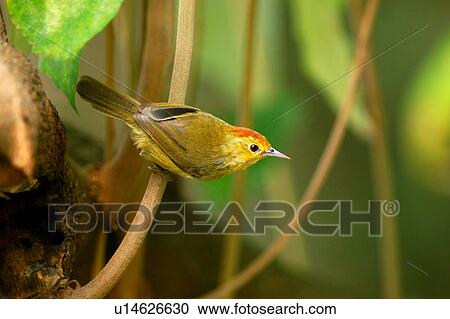 Stock Image - Bird, close up. Fotosearch