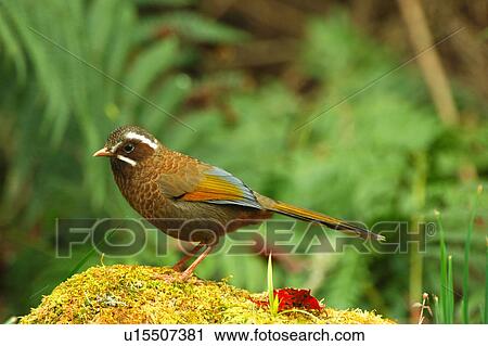 Stock Image - Bird, close up. Fotosearch