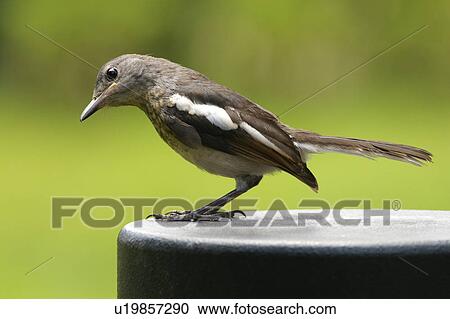 Bird, close up View Large Photo Image Stock Image - Bird, close up. Fotosearch