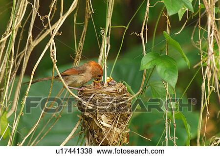 Bird feeding its young View Large Photo Image Stock Photo - Bird feeding its young. Fotosearch
