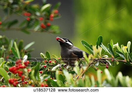 Stock Photo - Bird feeding on berry. Fotosearch