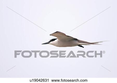 Stock Image - Bird flying in the sky. Fotosearch