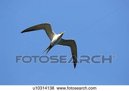 Bird flying in the sky View Large Photo Image Stock Photo - Bird flying in the sky. Fotosearch