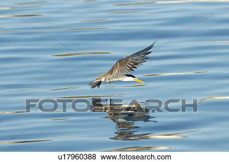 Stock Photo - Bird flying over sea. Fotosearch
