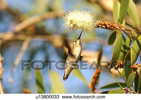 Stock Image - Bird hovering at plant. Fotosearch