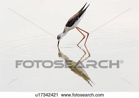 Stock Image - Bird hunting in water. Fotosearch