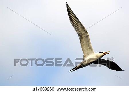 Bird in flight View Large Photo Image Stock Photograph - Bird in flight. Fotosearch