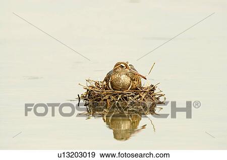 Stock Photo - Bird in nest. Fotosearch