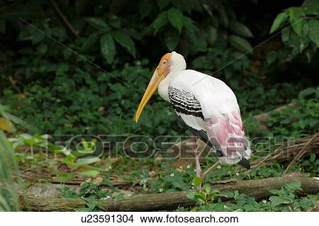Picture - Bird in the wild. Fotosearch