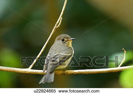 Bird on branch View Large Photo Image Stock Photography - Bird on branch. Fotosearch