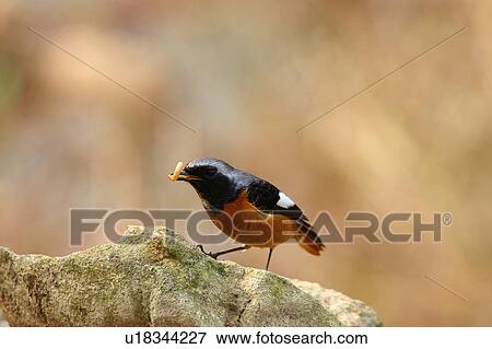Stock Photo - Bird on rock. Fotosearch