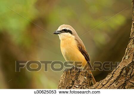 Bird on tree View Large Photo Image Stock Image - Bird on tree. Fotosearch