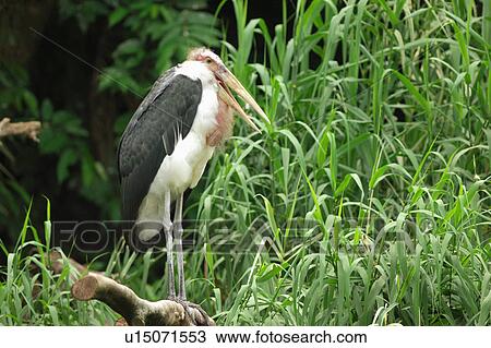 Stock Image - Bird perching on branch above grass. Fotosearch