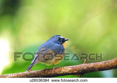 Picture - Bird perching on branch. Fotosearch