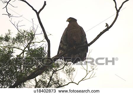 Stock Image - Bird perching on branch. Fotosearch