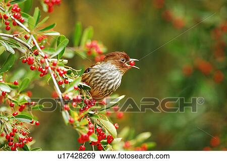 Stock Photo - Bird perching with berry in its beak. Fotosearch