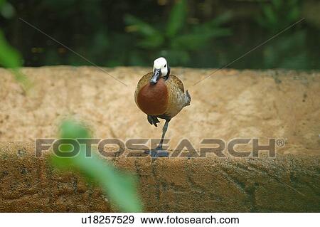 Bird running, close up View Large Photo Image Stock Photo - Bird running, close up. Fotosearch