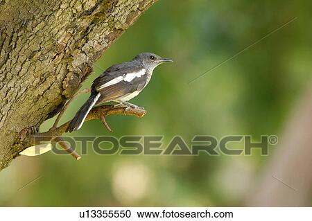 Stock Image - Bird standing on branch of tree. Fotosearch