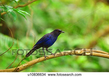 Picture - Bird standing on branch. Fotosearch