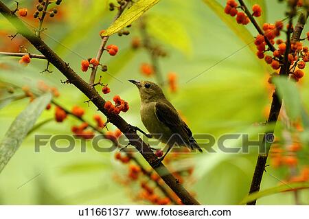 Stock Photo - Bird standing on branch. Fotosearch