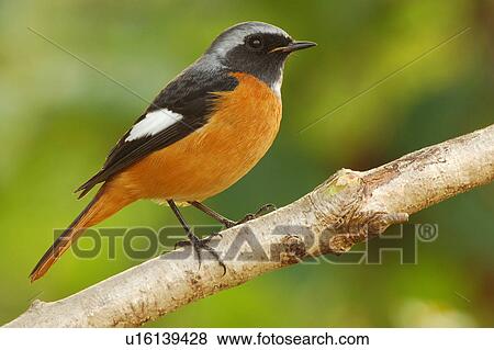 Stock Photo - Bird standing on branch. Fotosearch