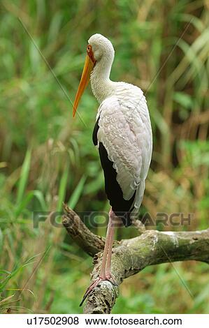 Stock Photo - Bird standing on branch. Fotosearch