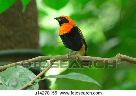 Stock Photograph - Bird standing on branch. Fotosearch