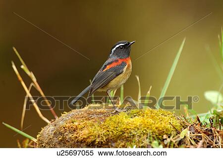Bird standing on grass View Large Photo Image Stock Photography - Bird standing on grass. Fotosearch