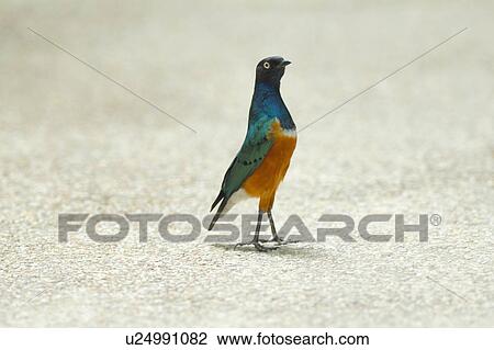 Stock Image - Bird standing on ground. Fotosearch