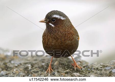 Stock Photograph - Bird standing on ground. Fotosearch