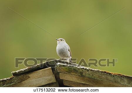 Stock Image - Bird standing on rock. Fotosearch