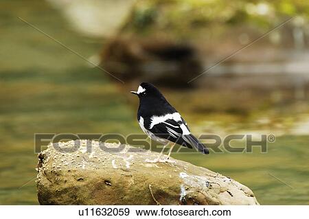 Bird standing on rock View Large Photo Image Stock Photo - Bird standing on rock. Fotosearch
