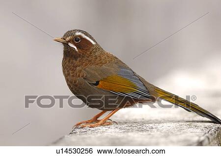 Stock Photograph - Bird standing on rock. Fotosearch