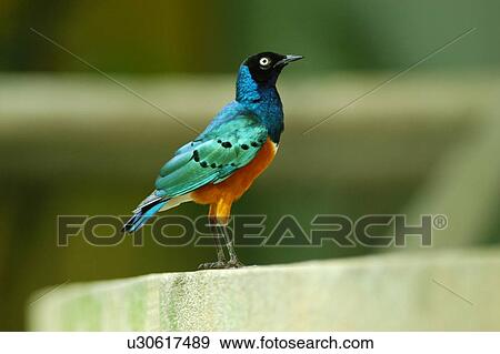 Stock Photo - Bird. Fotosearch