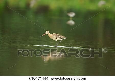 Picture - Bird wading in water. Fotosearch