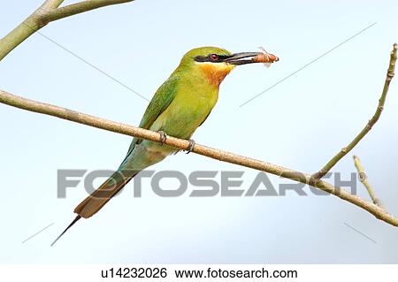 Stock Photograph - Bird with prey standing on branch. Fotosearch