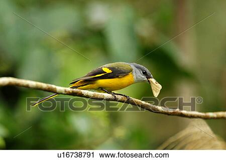 Stock Image - Bird with prey. Fotosearch