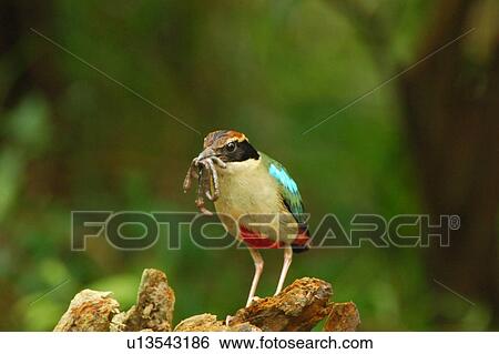 Stock Photograph - Bird with prey. Fotosearch