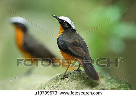 Stock Image - Birds standing on rock. Fotosearch