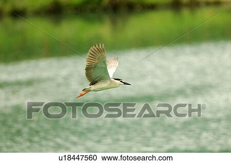 Black-Crowned Night-Heron flying over river View Large Photo Image Stock Image - Black-Crowned Night-Heron flying over river. Fotosearch