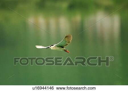 Stock Photograph - Black-Crowned Night-Heron in flight. Fotosearch