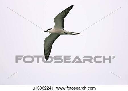 Common tern in flight View Large Photo Image Stock Image - Common tern in flight. Fotosearch